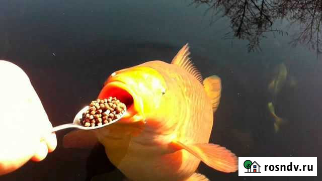 Корм для рыб гранулы и хлопья Новомосковск - изображение 1