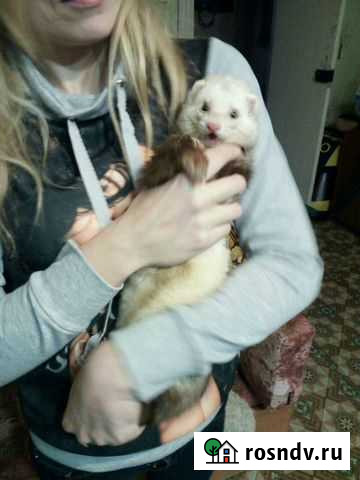 Хорек,вязка Волгоград - изображение 1