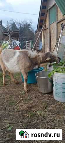 Козёл Иваново - изображение 1