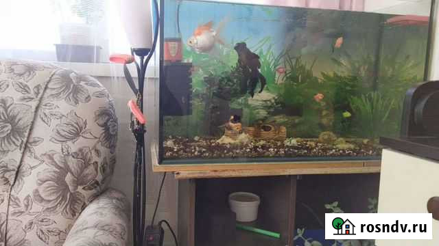 Аквариум Нефтекамск - изображение 1