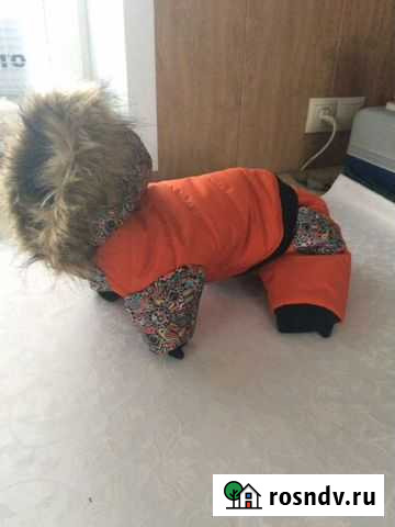 Одежда для животных Новомосковск - изображение 1