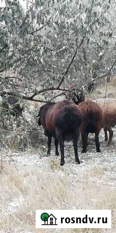 Овцы курдючные Славгород - изображение 1