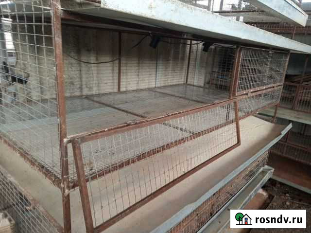 Клетки Брюховецкая - изображение 1