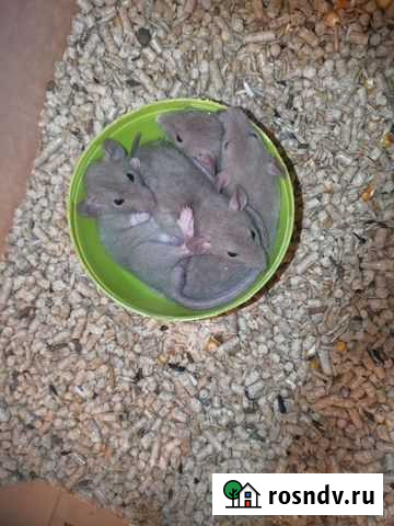 Крыса дамбо крысята Екатеринбург - изображение 1