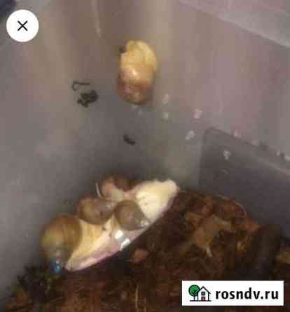 Улитки ахатины ретикулята Усть-Калманка