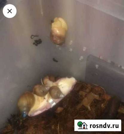 Улитки ахатины ретикулята Усть-Калманка - изображение 1