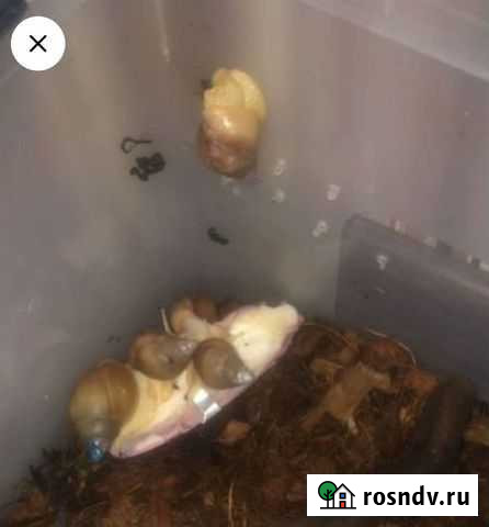 Улитки ахатины ретикулята Усть-Калманка - изображение 1