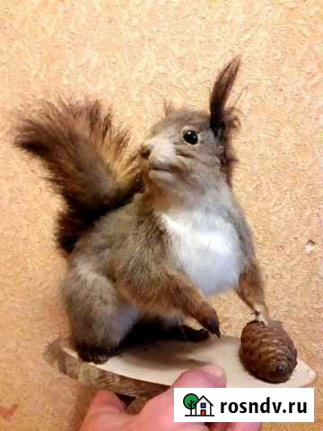 Чучело белки Севастополь - изображение 1