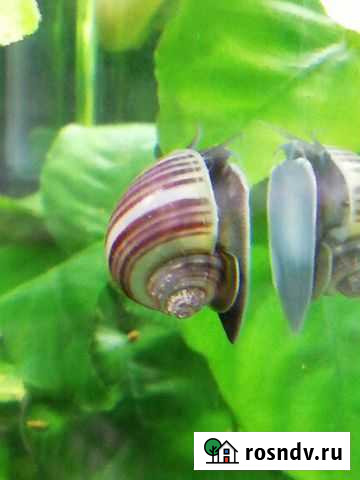 Голубые, полосатые и белые ампулярии Тюмень - изображение 1