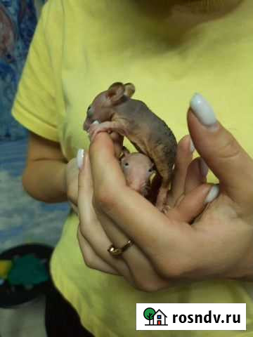 Крысята сфинксы и клетки Новосибирск - изображение 1