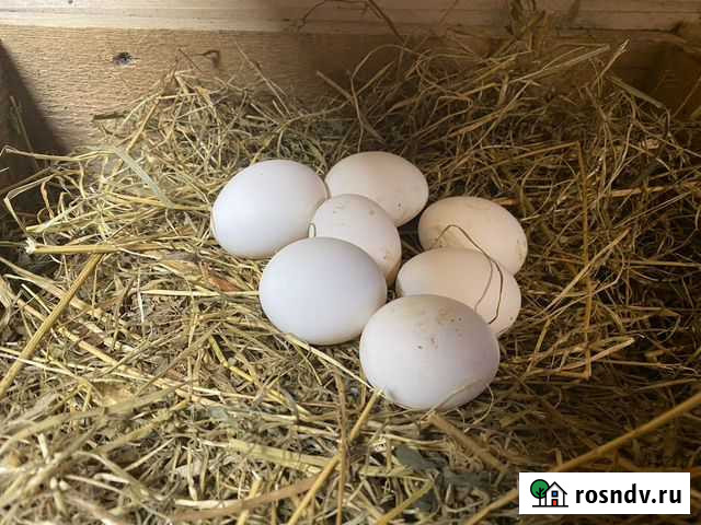 Яйца куриные Тверь - изображение 1