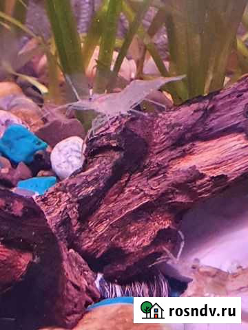 Криветки аквариумные Астрахань - изображение 1