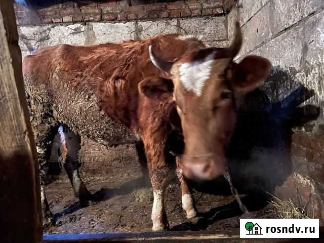 Стельная тёлка Каменка - изображение 1