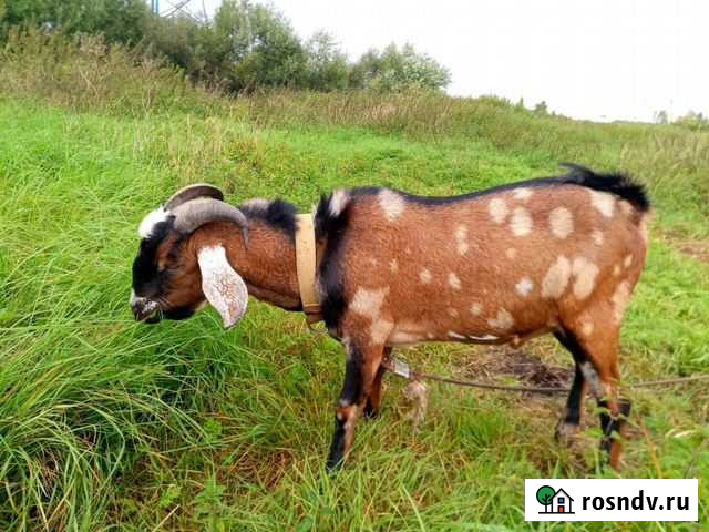 Продается козел Вербилки - изображение 1