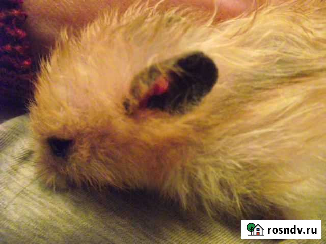 Хомяк. Канибал. Цезарь Севастополь - изображение 1