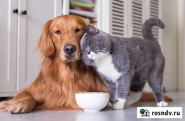 Передержка собак и кошек в частном доме Челябинск - изображение 1