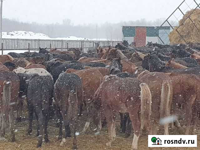 Жеребята Кардаилово - изображение 1