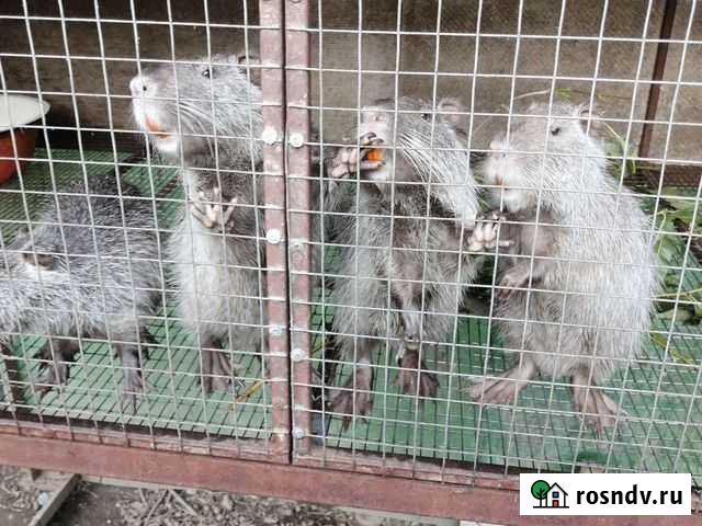 Нутрия в живом и раздела ном виде под заказ Сочи - изображение 1