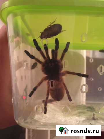 Паук Краснодар - изображение 1