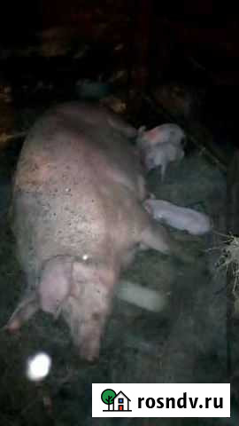 Поросята Томск - изображение 1