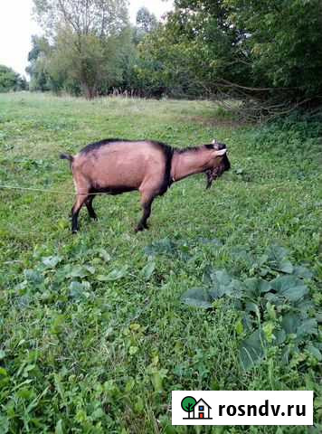 Продаётся чешский короткошёрстный козёл Первомайский - изображение 1