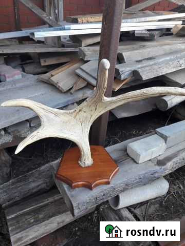 Рога лося Саранск - изображение 1