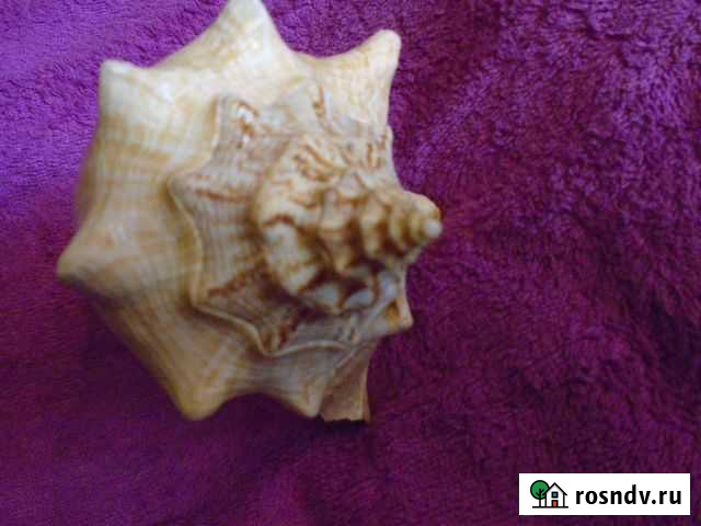Морская раковина большая в аквариум Красноярск - изображение 1