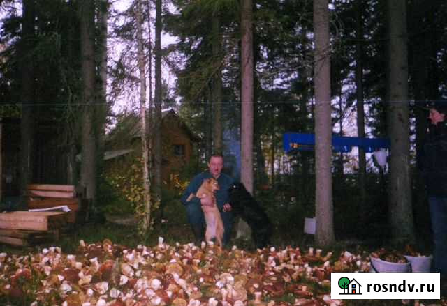 Продам- Сух.(белые,подосин.солён(грузди,др),ягоды Петрозаводск - изображение 1