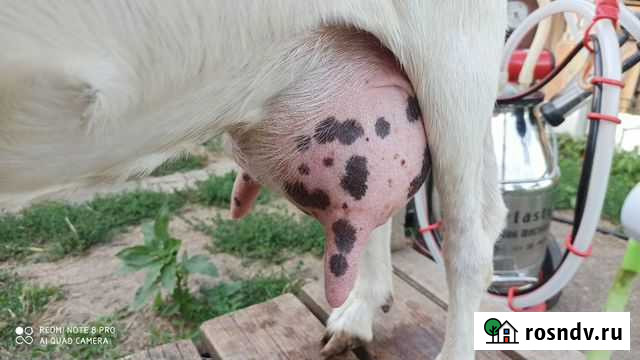 Высокоудойные козы Львовское - изображение 1