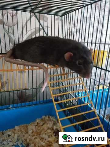 Крыса Казань - изображение 1