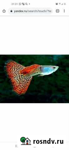 Рыбки гупики Волгодонск - изображение 1