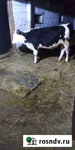 Телка Заинск - изображение 1