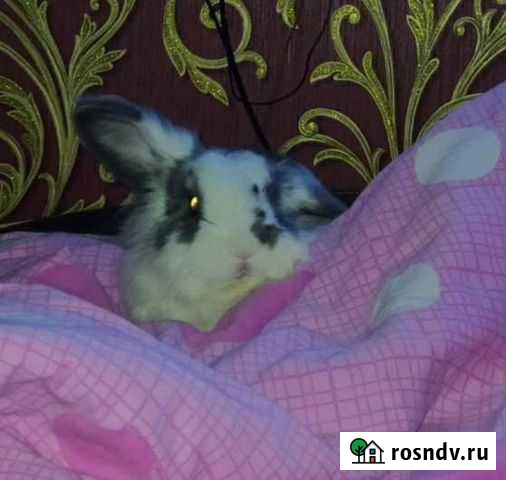 Вязка Сочи - изображение 1