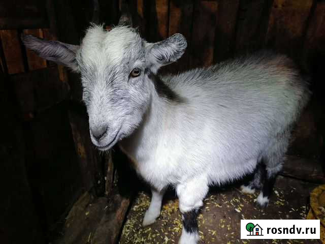 Зааненская коза Лениногорск - изображение 1
