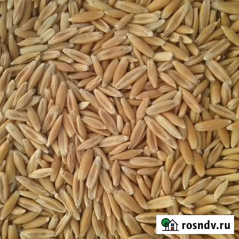 Овес Черепаново - изображение 1