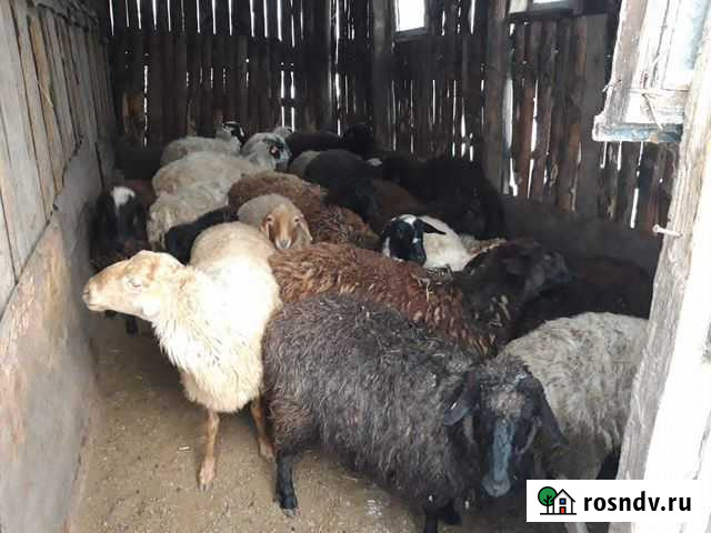 Бараны Рубцовск - изображение 1