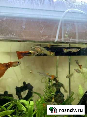 Аквариумные рыбки Гуппи Дзержинск - изображение 1