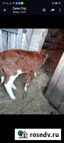 Бычок Иловля - изображение 1