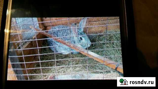 Кролики Иркутск - изображение 1