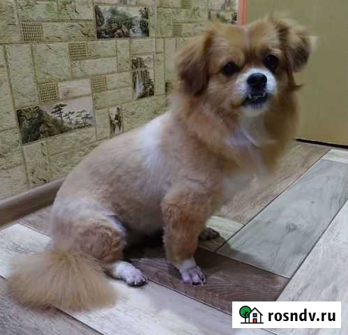 Стрижка собак и кошек Свободный - изображение 1