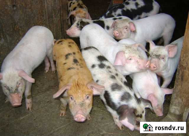 Поросята Талдом - изображение 1
