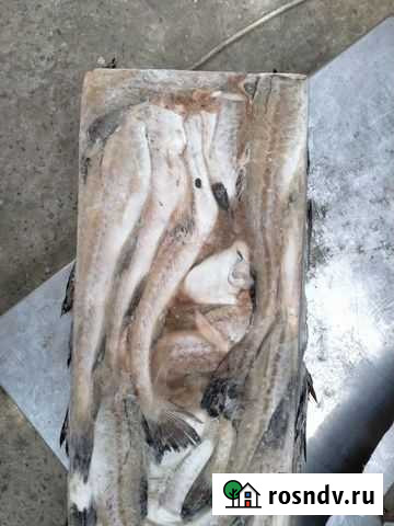 Минтай 25см+ Иркутск - изображение 1