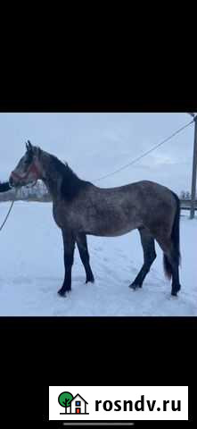 Жеребец орловский рысак Чебоксары - изображение 1