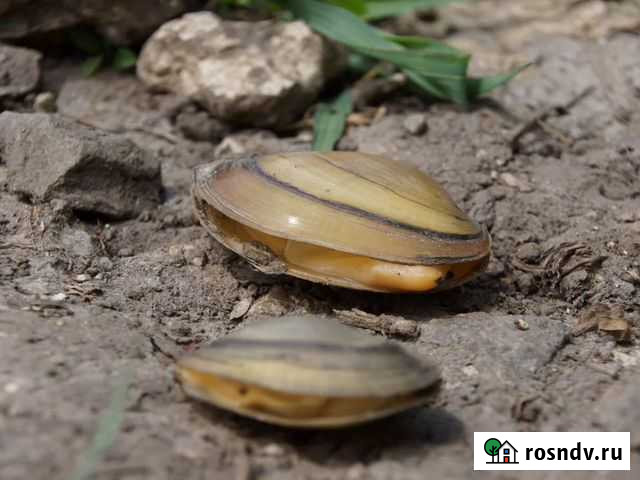 Перловицы в пруд, беззубки живые Москва - изображение 1