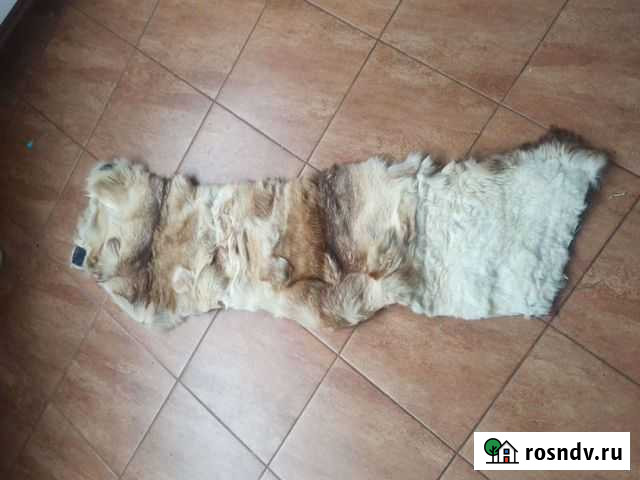 Собачий пояс лайка шкура Одинцово - изображение 1