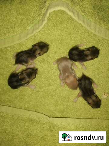 Хомячки, родились 05.12.21-17 штук Новосибирск - изображение 1