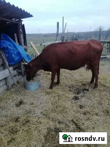 Корова стельная Павлодольская - изображение 1