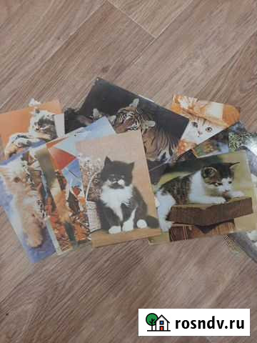 Кошачьи Рязань - изображение 1