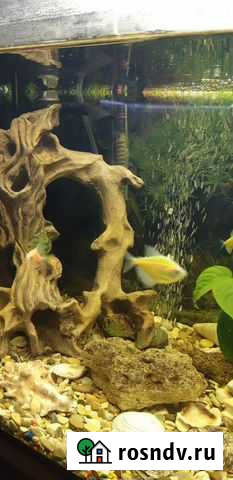 Аквариум Вологда - изображение 1