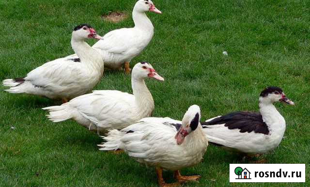 Мясо утки мулард Златоуст - изображение 1